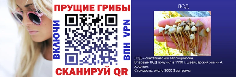 Галлюциногенные грибы Psilocybe  blacksprut зеркало  Цивильск 